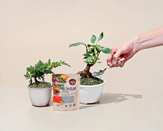 High Quality Bonsai Conifer Nella Starter Kit 